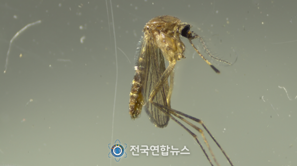 작은빨간집모기