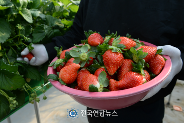 홍성군, 신품종 프리미엄 딸기 ‘홍희’로 국내시장 출사표