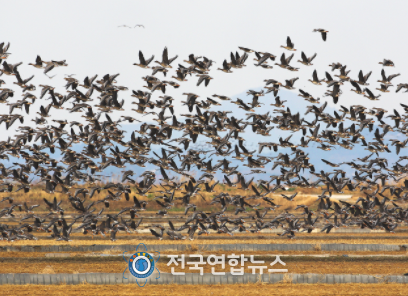 지난해 11~12월 서산 천수만을 찾은 철새