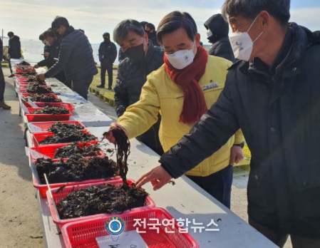 노박래 서천군수, 물김 수매현장 격려 방문