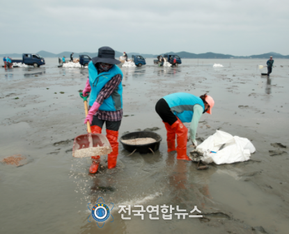 근흥면 마금리 바지락어장 내 게르마늄 성분 자갈 살포 모습.